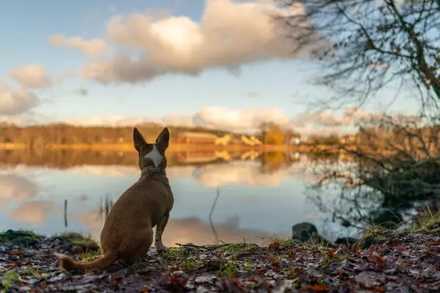 Hund vid höstsjö