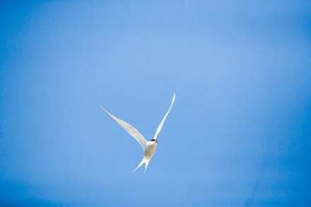 Tärna i flykt mot blå himmel